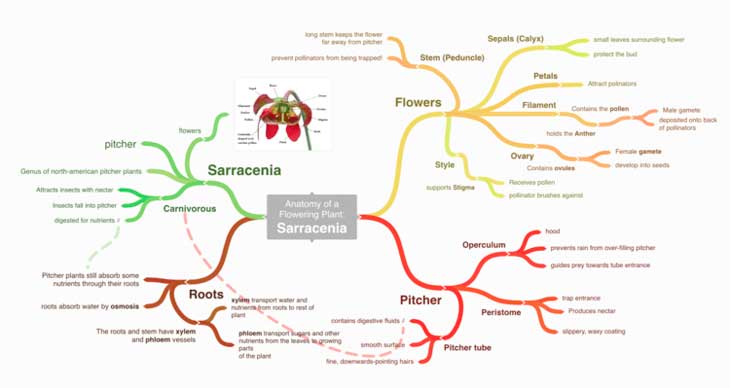 top free mind mapping tools